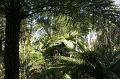 Tree fern gully, Pirianda Gardens IMG_7122
